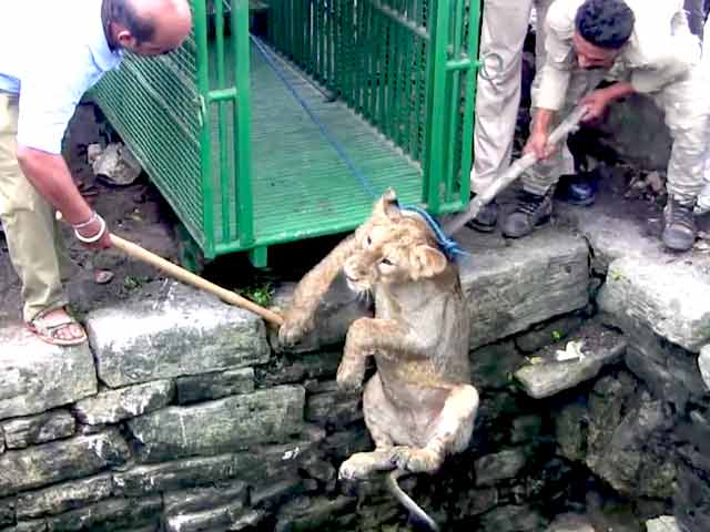 Caught On Camera: Lion Cub In Gir Rescued From 80-Feet Well