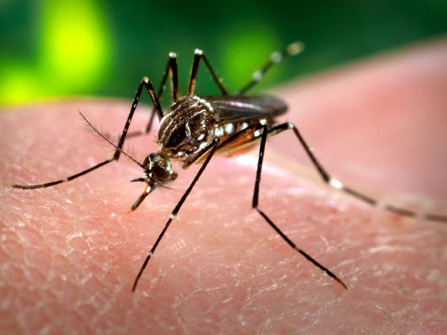 Videos : दिल्ली में डेंगू के सबसे ज्यादा मामले