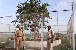मध्य प्रदेश :  VVIP पेड़ पर हर महीने ख़र्च होते हैं लाखों रुपये मध्य प्रदेश :  VVIP पेड़ पर हर महीने ख़र्च होते हैं लाखों रुपये