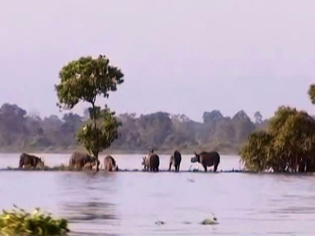Assam Floods: Highlands Drowning But A Half-Kept Promise Is All Kaziranga Animals Have