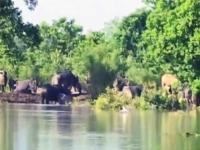 बाढ़ में डूबा काजीरंगा नेशनल पार्क का अधिकांश हिस्सा