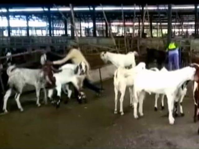 Videos : मुंबई: बकरीद पर कुर्बानी के लिए BMC को देनी होगी जानकारी