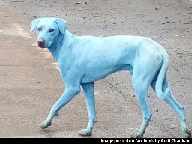 Video : Dogs Turn Blue In Navi Mumbai, Find Out Why