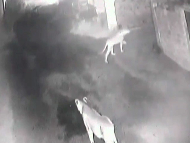 Gulp. CCTV Shows Evening Stroll Of Gir Lions Through Village