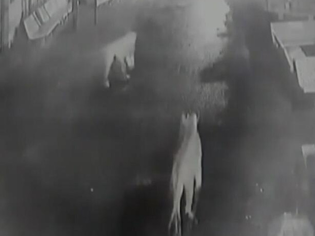 गुजरात के गांव में घुसे 12 शेर, सीसीटीवी में कैद हुईं तस्वीरें