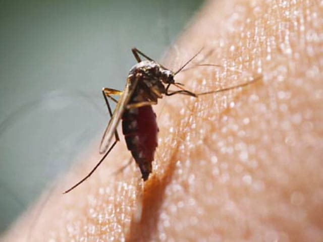 Video : All About World Mosquito Day 2017