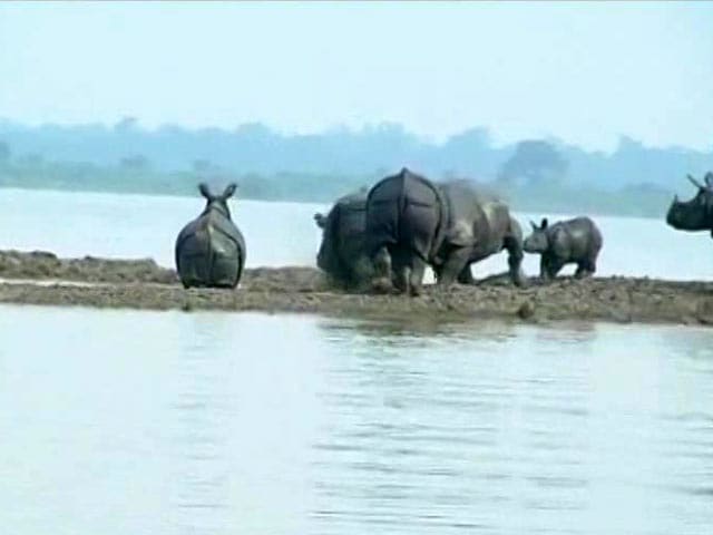 Video : Assam Flood: Kaziranga Rhinos Flee To High Ground