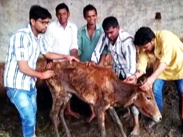 छत्तीसगढ़ की गौशालाओं में एक हफ्ते में 350 गायों की मौत
