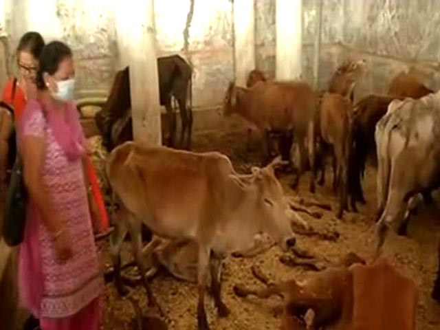 Video : 173 Cows Deaths Allegedly In A Week In Chattisgarh, 9 Officials Suspended