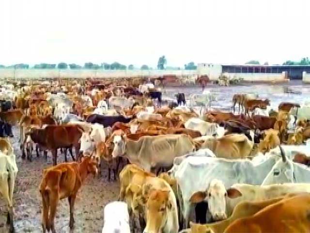 छत्तीसगढ़ : दो गौशालाओं में भूख से बड़ी संख्या में गायों की मौत