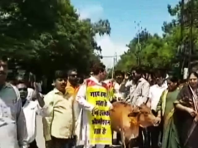 छत्तीसगढ़ में भूख से हुई गायों की मौतों पर सियासत गरमाई