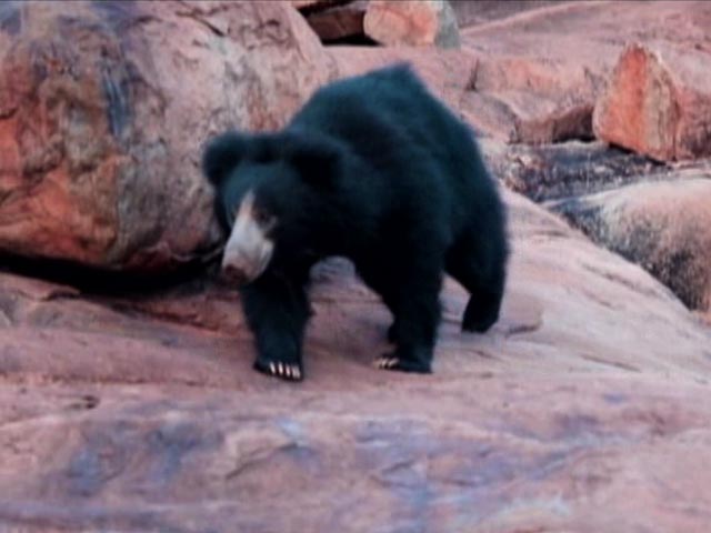 sloth bear bike