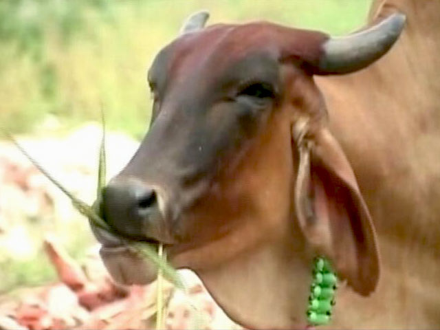 गोरक्षा के नाम पर रुकनी चाहिए हिंसा: सुप्रीम कोर्ट