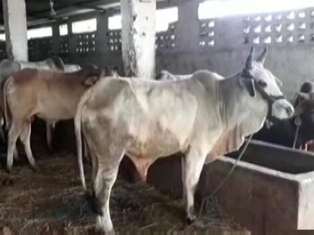 गायों को 'आधार' की योजना थी यूपीए की, बीजेपी राज में धीमा हुआ काम