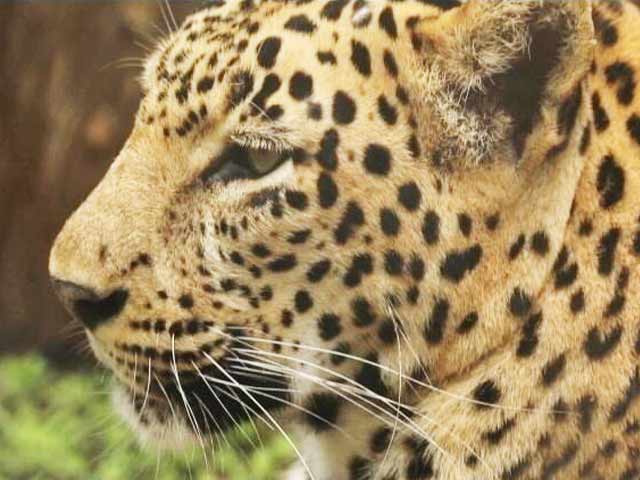 सफारी इंडिया: एक जगह ऐसा भी जहां इंसान और तेंदुए साथ-साथ रहते हैं