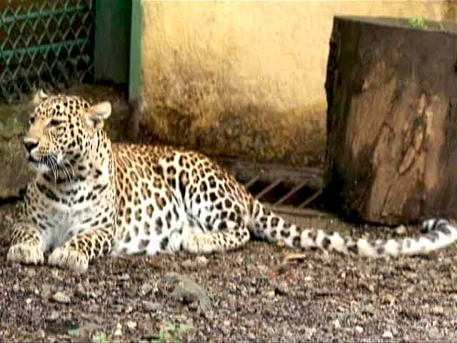 Born Wild: Sharing Spaces With The Leopards