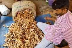 तेजाब से अदरक को धोकर चमकाया जाता है तेजाब से अदरक को धोकर चमकाया जाता है