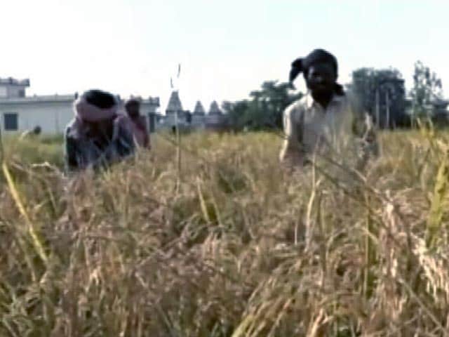 Videos : मध्यप्रदेश में भी फसल बीमा के नाम पर किसानों से मजाक