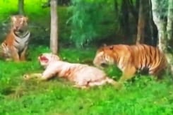 In Brawl Between 4 Big Cats In Bengaluru, A 9-Year-Old White Tiger Dies In Brawl Between 4 Big Cats In Bengaluru, A 9-Year-Old White Tiger Dies