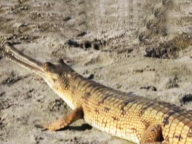 सफारी इंडिया: दुनिया में बस 235 घड़ियाल बचे हैं