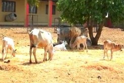 देश में खुला पहला गौ-अभयारण्य देश में खुला पहला गौ-अभयारण्य