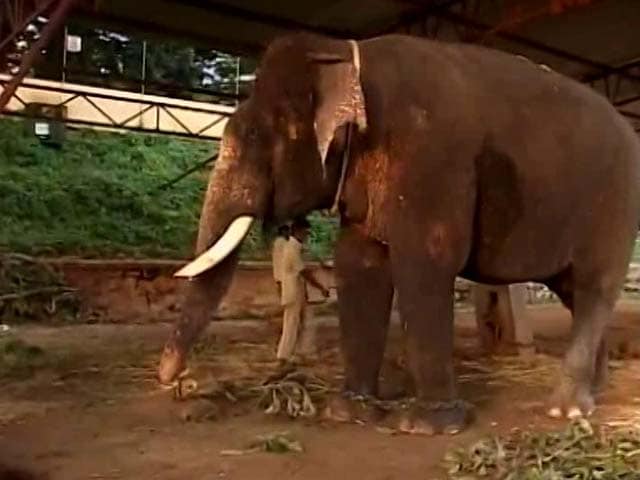Video : Meet Arjuna The Elephant, The Life Of Dasara Celebrations In Mysore