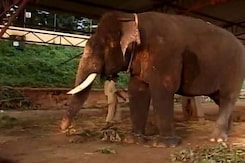 Meet Arjuna The Elephant, The Life Of Dasara Celebrations In Mysore Meet Arjuna The Elephant, The Life Of Dasara Celebrations In Mysore