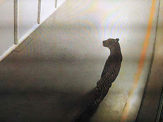 गुरुग्राम : मारुति-सुजुकी प्लांट से अब तक पकड़ा नहीं गया तेंदुआ