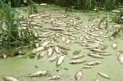 Over 23 Lakh Fish Die In Hyderabad's Lake Due To Pharma Pollutants Over 23 Lakh Fish Die In Hyderabad's Lake Due To Pharma Pollutants
