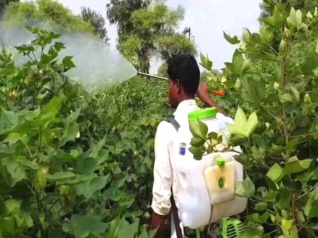 'Don't Have Money To Buy Protection Kits': Farmers On Pesticide Poisoning