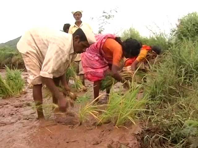 As Diwali Nears, Maharashtra Farmers Still Wait For Government Promise