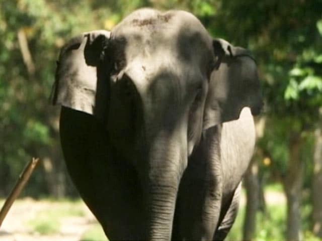 Videos : सफारी इंडिया: हाथी और इंसान के टकराव में दोनों की हो रही मौत