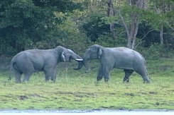 Asian Elephants: Gods Who Walk Amongst Us (Part 1) Asian Elephants: Gods Who Walk Amongst Us (Part 1)