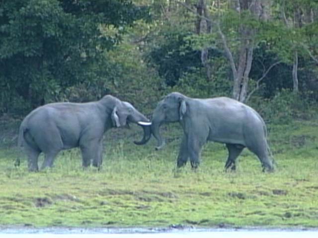 Asian Elephants: Gods Who Walk Amongst Us (Part 1)