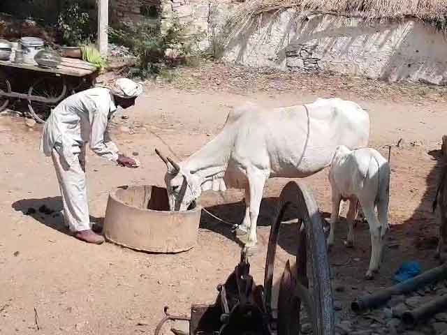 Gau Rakshaks Strike In Alwar Again. Farmer Says Robbed of 51 Cows