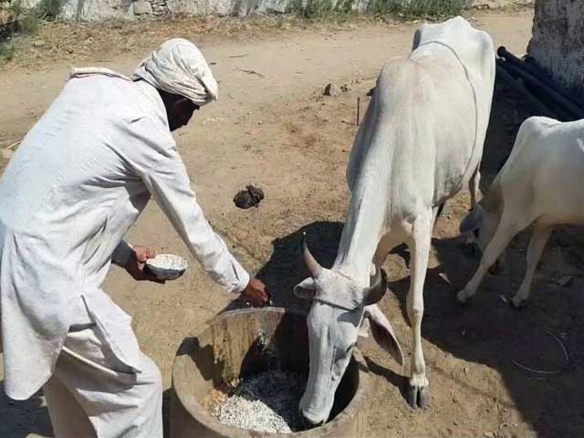 राजस्थान के अलवर में पुलिस ने मुस्लिम परिवार की गायों को छीनकर गौशाला को सौंपा