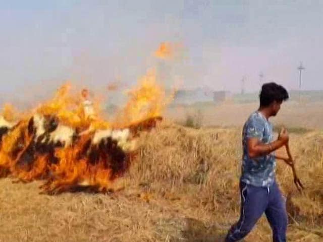 Video : When Punjab's Farmers Openly Defied Stubble Burning Ban By Green Court