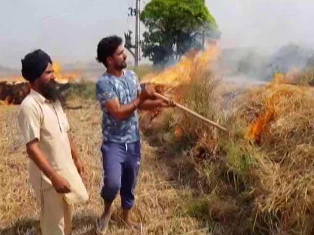 Video : 'Have No Choice': Farmers Openly Defy Court Order On Stubble Burning
