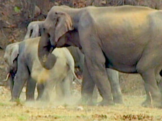 Videos : सफारी इंडिया : इंसानों और हाथियों में बढ़ता टकराव