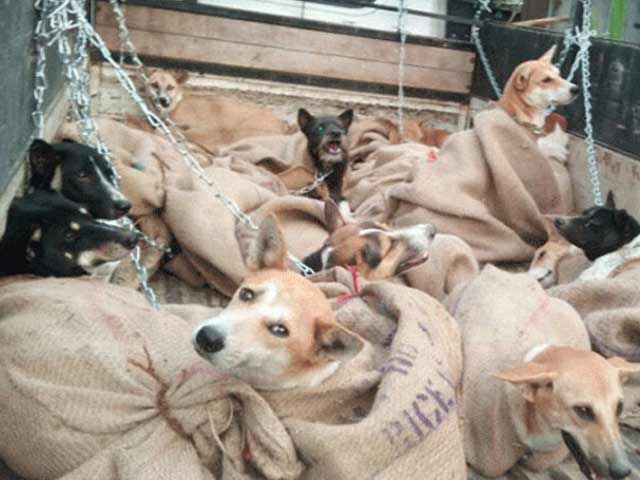 Social Media Tip Offs Leading To More Dog Rescue From Meat Traders
