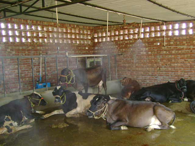 MoJo: पंजाब में पालतू जानवर पालने पर टैक्स!