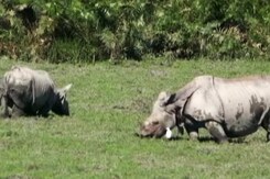 सफ़ारी इंडिया: अस्तित्व बचाने के लिए संघर्ष करता एक सिंगी गैंडा सफ़ारी इंडिया: अस्तित्व बचाने के लिए संघर्ष करता एक सिंगी गैंडा