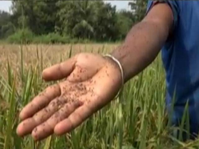 ओडिशा में ब्राउन प्लांटहॉपर ने की फसल बर्बाद, किसान ने दे दी जान
