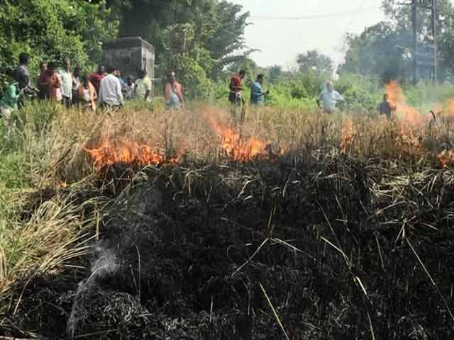 बड़ी खबर : ओडिशा में धान पर लगने वाले कीड़े से किसान परेशान
