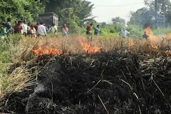 बड़ी खबर : ओडिशा में धान पर लगने वाले कीड़े से किसान परेशान बड़ी खबर : ओडिशा में धान पर लगने वाले कीड़े से किसान परेशान