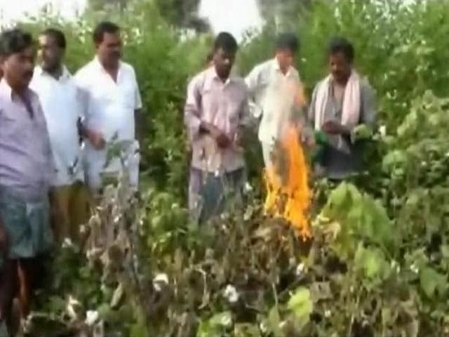 Why Are Cotton Farmers In Telangana Burning Standing Crop?
