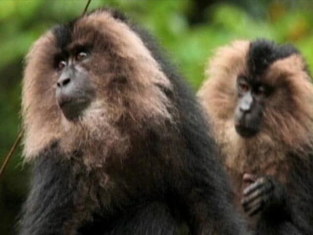 सफ़ारी इंडिया : 60% जंगलों की हालत इतनी बुरी कि उनके पनपने की कोई उम्मीद नहीं