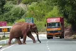 Born Wild: Is It Now Or Never? Born Wild: Is It Now Or Never?