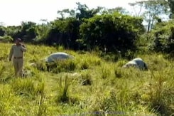 Rhino, Calf Shot Dead In Kaziranga National Park In Assam Rhino, Calf Shot Dead In Kaziranga National Park In Assam