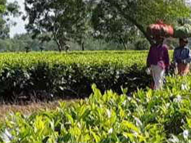 1 Year Of Notes Ban: Being Cashless A Distant Dream In Assam Tea Gardens